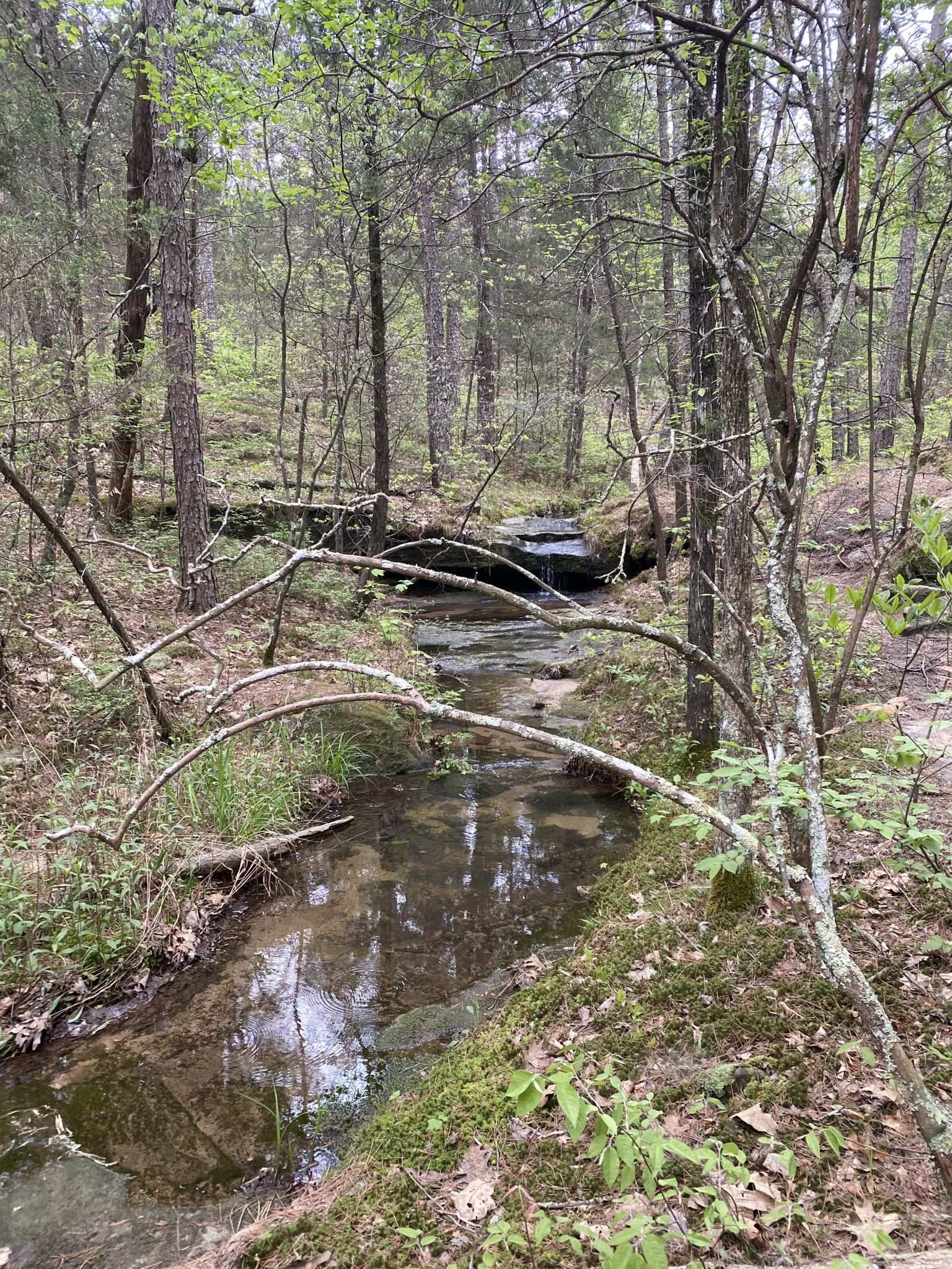 Whispering Pines Trail at Hawn State Park - The Marvelous Camp