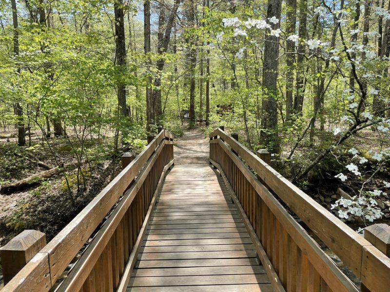 Whispering Pines Trail at Hawn State Park