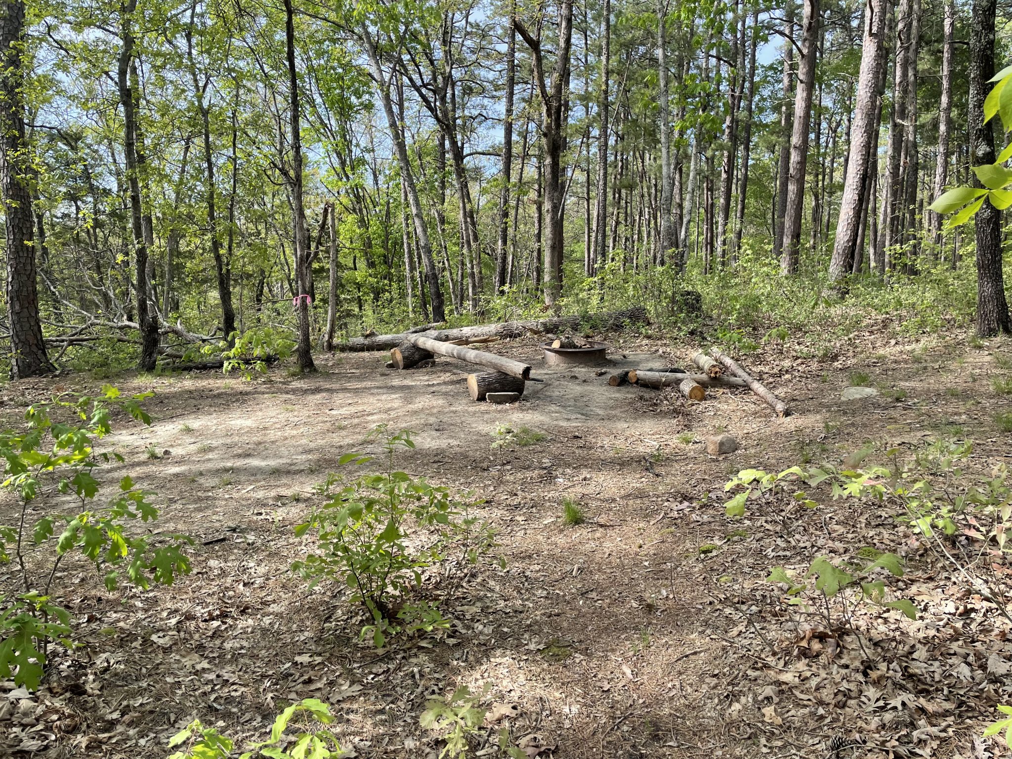 Whispering Pines Trail at Hawn State Park - The Marvelous Camp